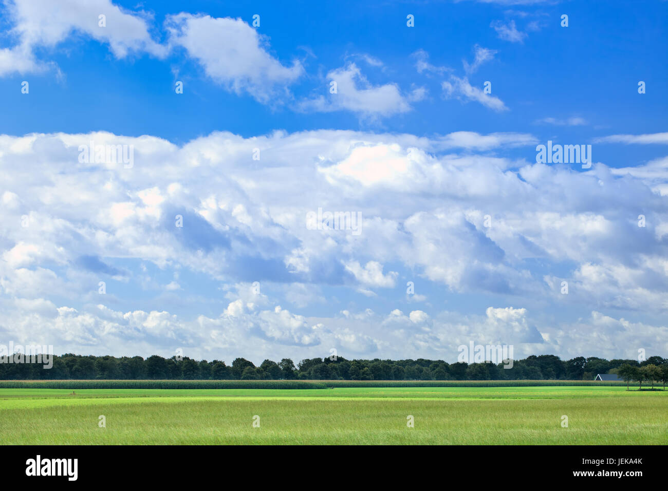 Niederländische Agrarlandschaft mit dramatischen geformte weiße Wolken am blauen Himmel. Stockfoto