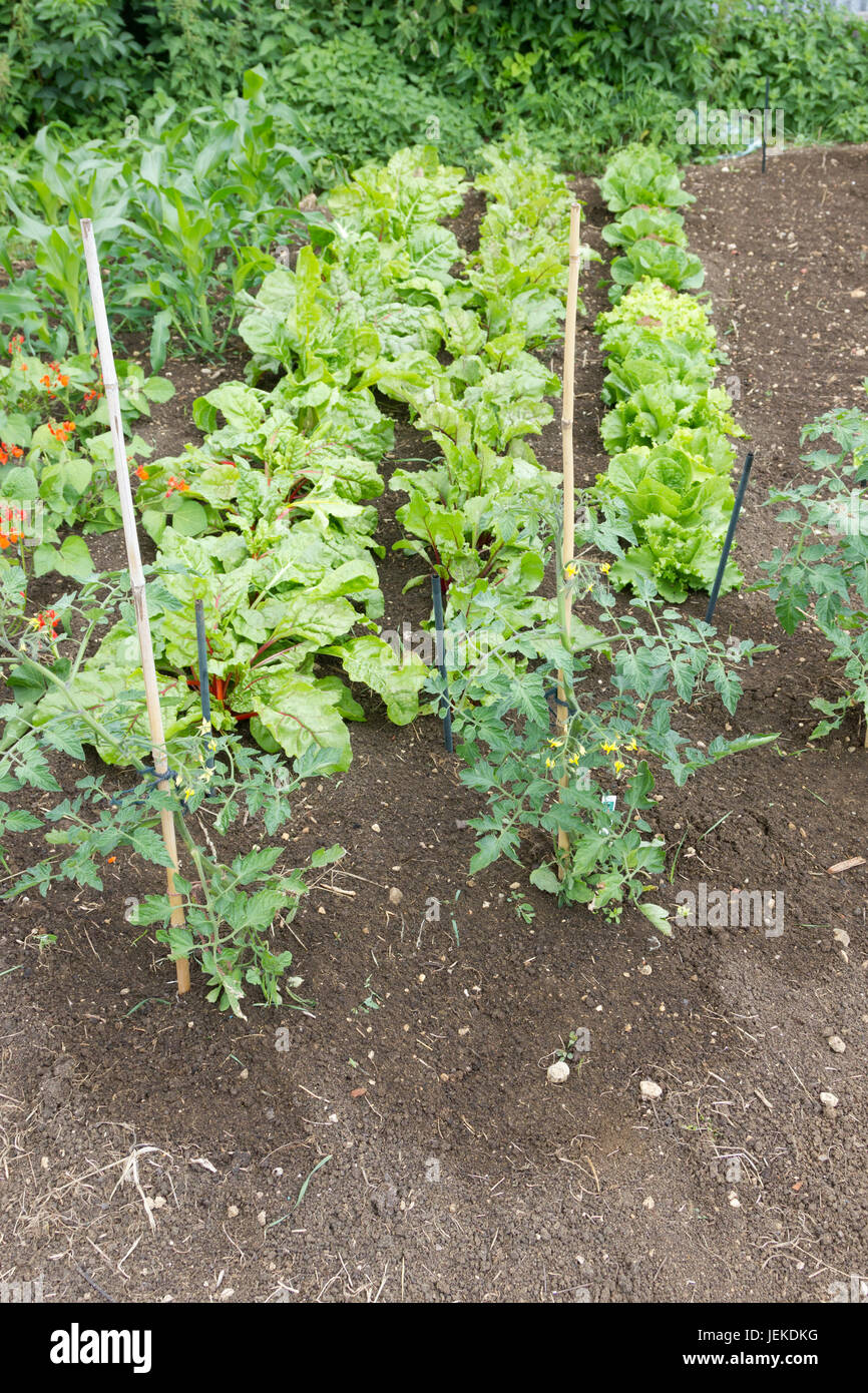 Vegatable Garten Stockfoto