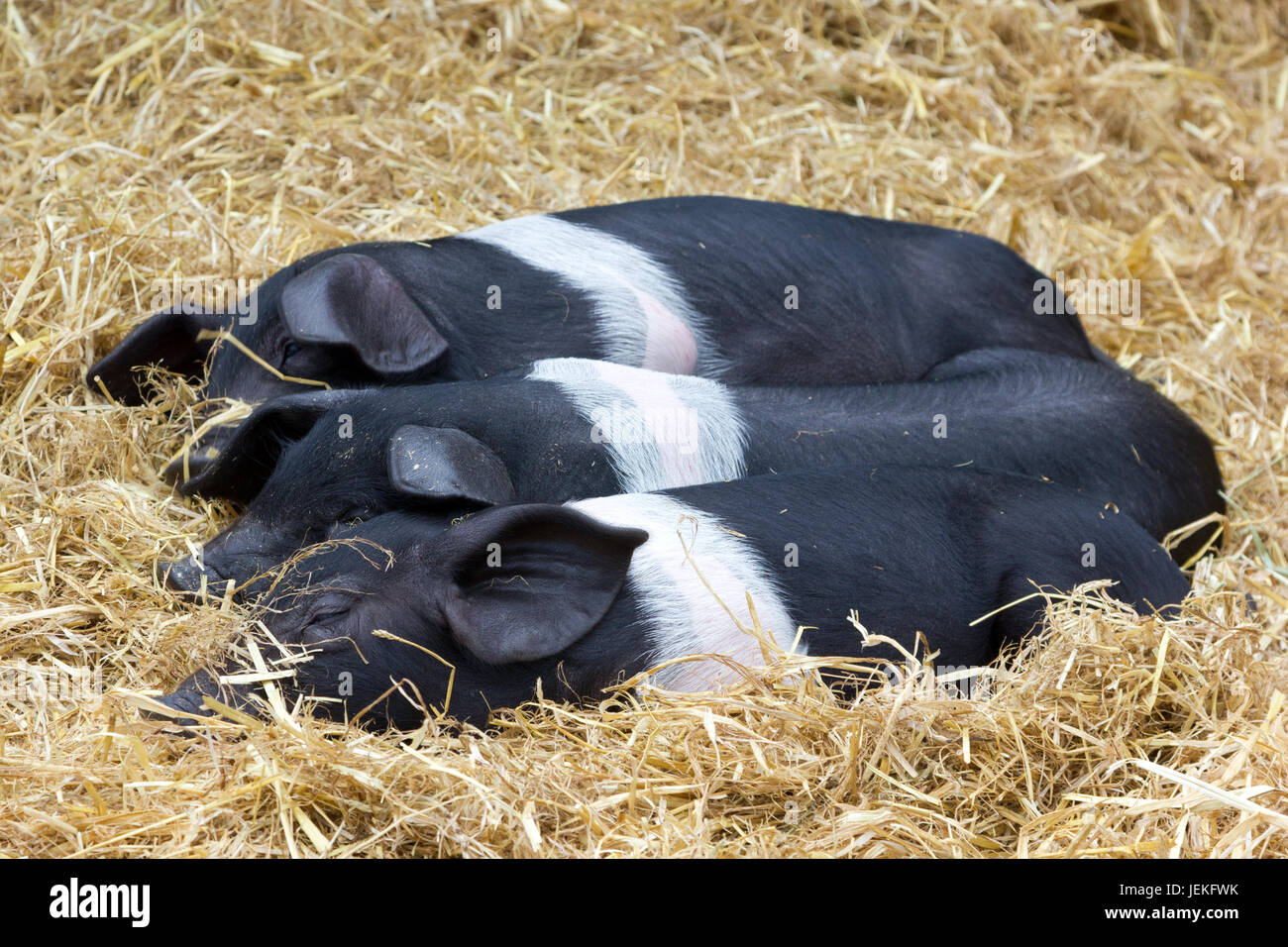 Drei junge britische Saddleback Schweine Stockfoto Drei junge britische Saddleback Schweine Stockfoto