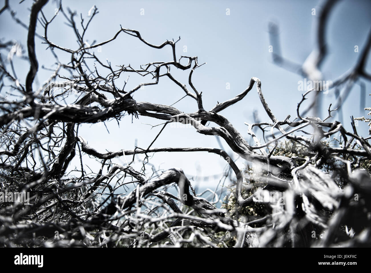 Nahaufnahme eines Brier-Patches Stockfoto