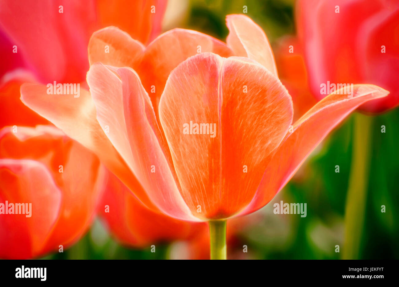 Nahaufnahme der Tulpe Blumen Stockfoto
