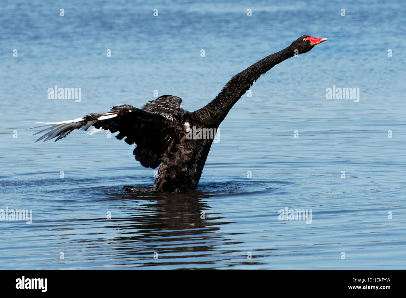 Black Swan in einem See zu nehmen off, Australien Stockfoto