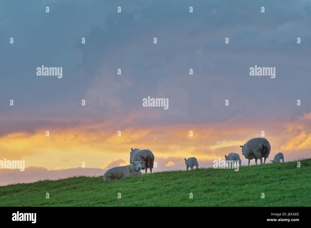 Schafe auf einem Feld am Sonnenuntergang, Petkum, Emden, Niedersachsen, Deutschland Stockfoto