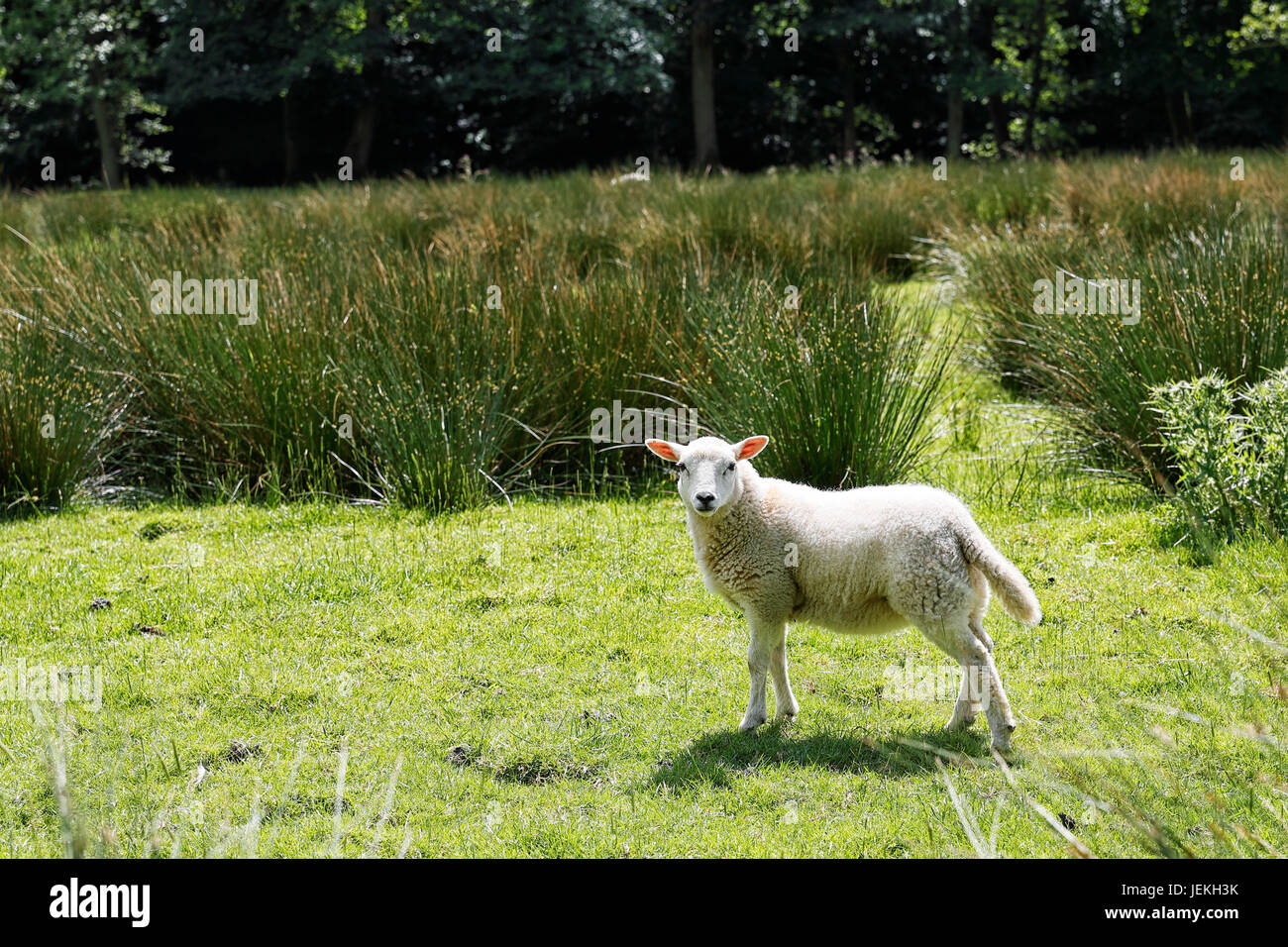 Ein Lamm im Tiefland Wiese Anfang Juni Stockfoto