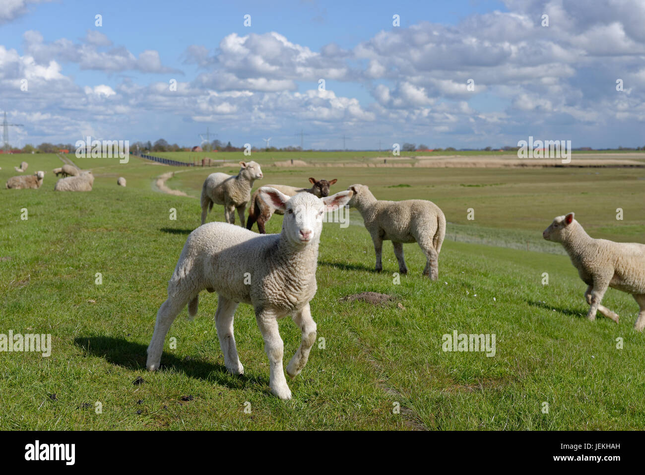 Schafe und junge Lämmer in einem Feld, Oldersum, Niedersachsen, Deutschland Stockfoto