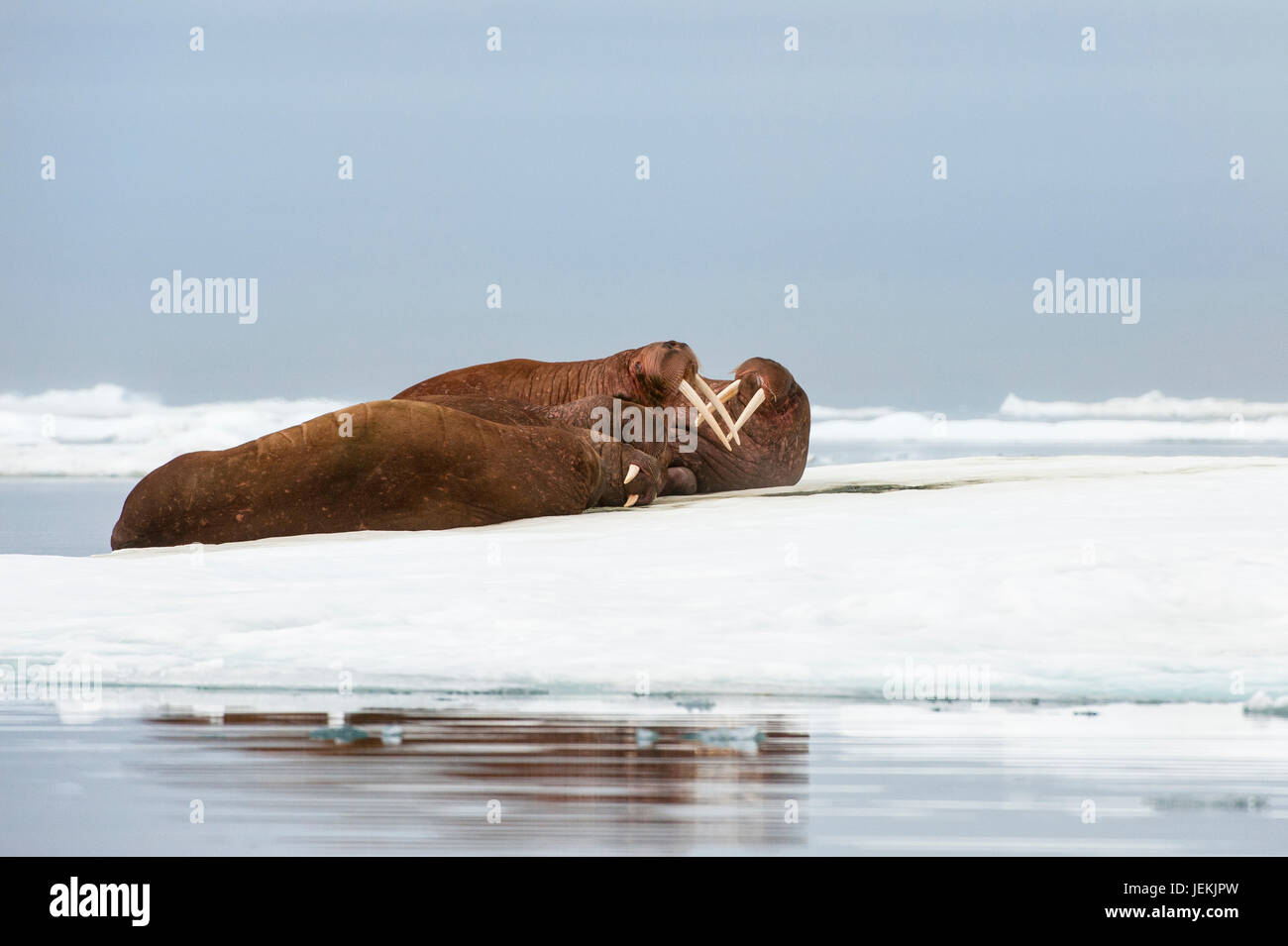 Gruppe von Walross (Odobenus Rosmarus) ruht auf dem Eis, Cape Waring, Wrangel Island, Chuckchi Meer, Tschukotka, russischen Fernen Osten, Unesco World Heritage S Stockfoto