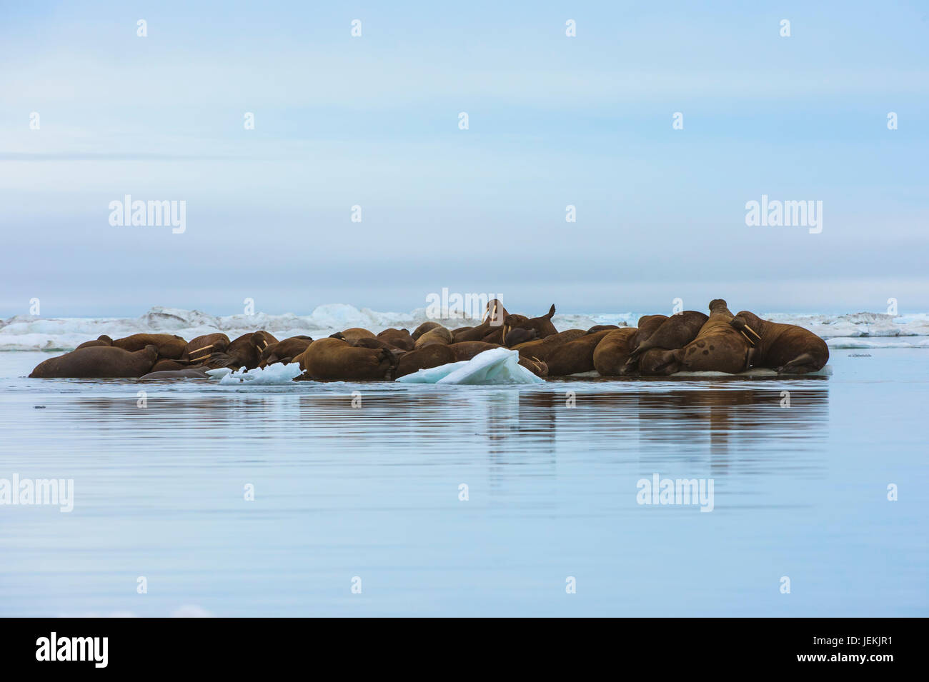 Gruppe von Walross (Odobenus Rosmarus) ruht auf einer Eisscholle Krasin Bay, Wrangel Island, Chuckchi Meer, Tschukotka, russischen Fernen Osten, Unesco Welt Welterbekonvention Stockfoto