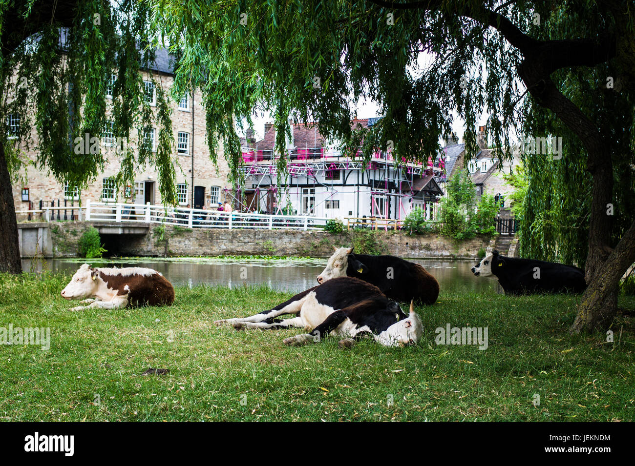 Kühe schlafen in der Hitze des Sommers auf den "Rücken" neben dem Fluss Cam in Cambridge UK Stockfoto