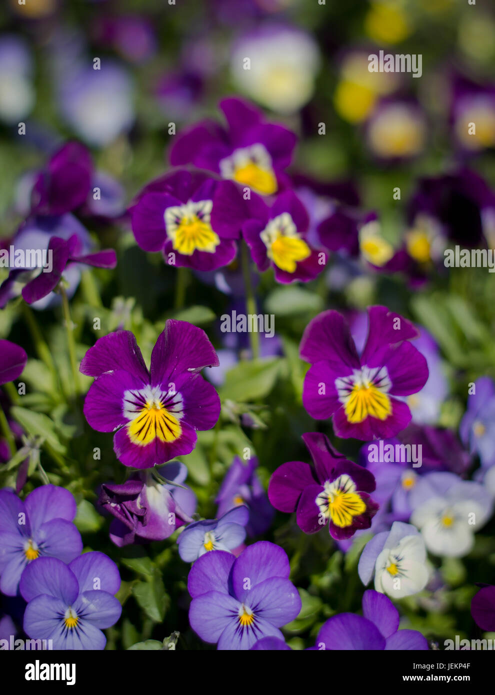 Stiefmütterchen Blumen am Doi Inthanon, Thailand Stockfoto