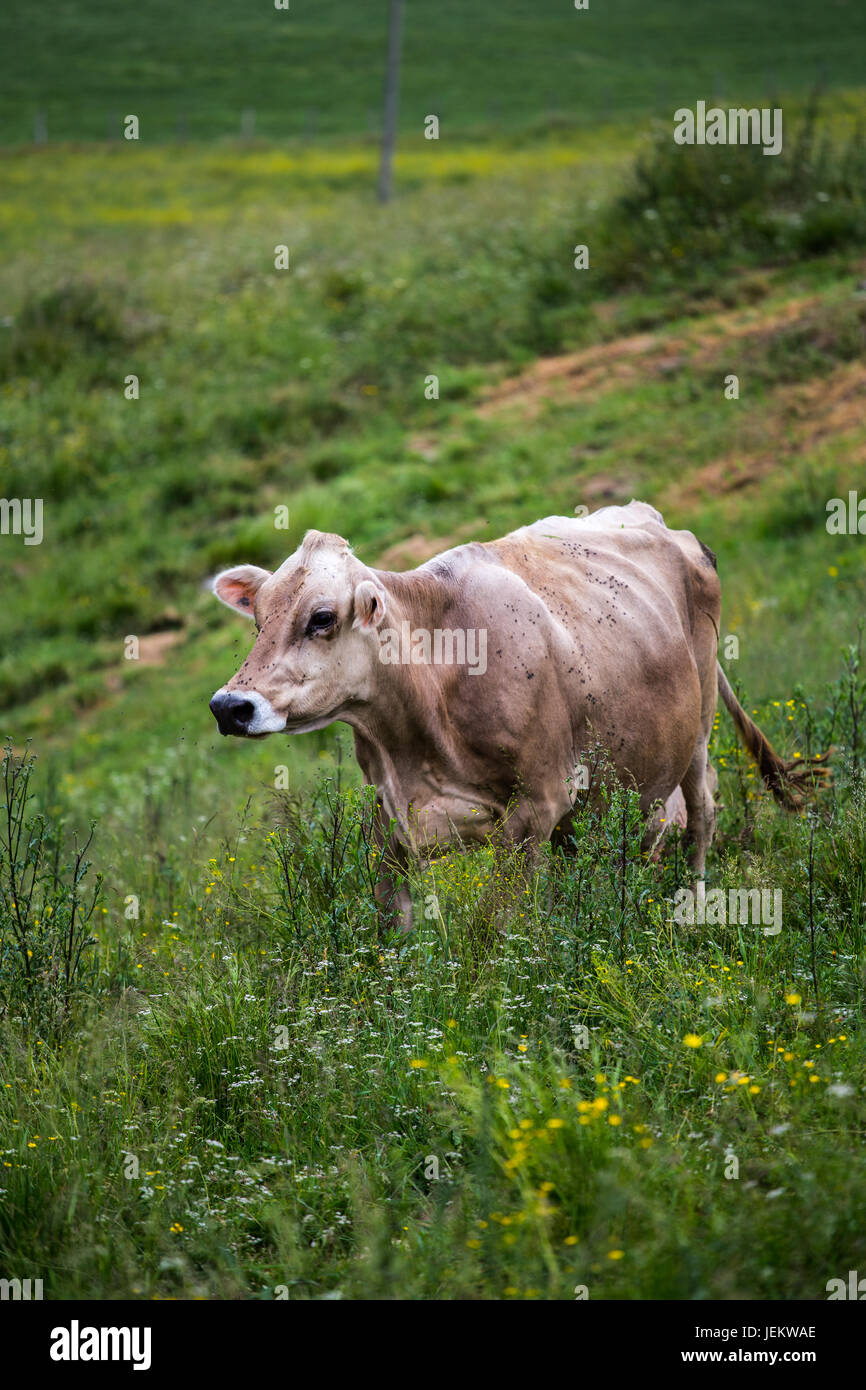 Kuh (Schweizer Braunvieh Zucht) zu Fuß auf einer grünen Wiese. Stockfoto