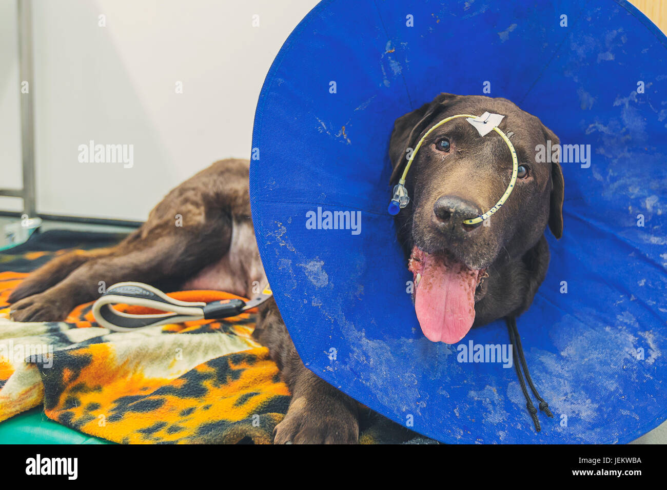 Chocolate Labrador in Tierärzte Stockfoto