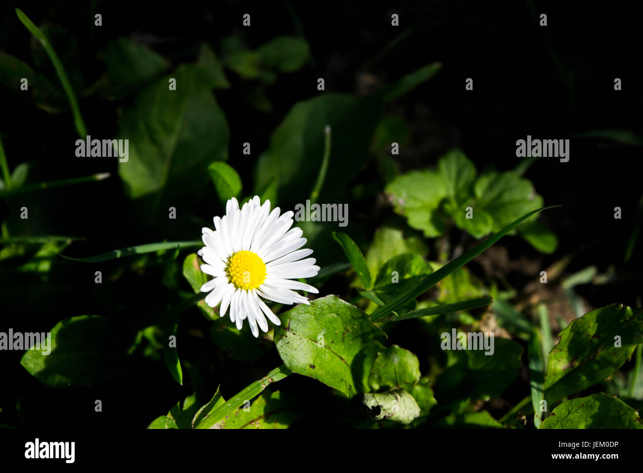 Einfache, aber elegante Daisy Blume genommen bei künstlichem Licht in der Nacht. Stockfoto