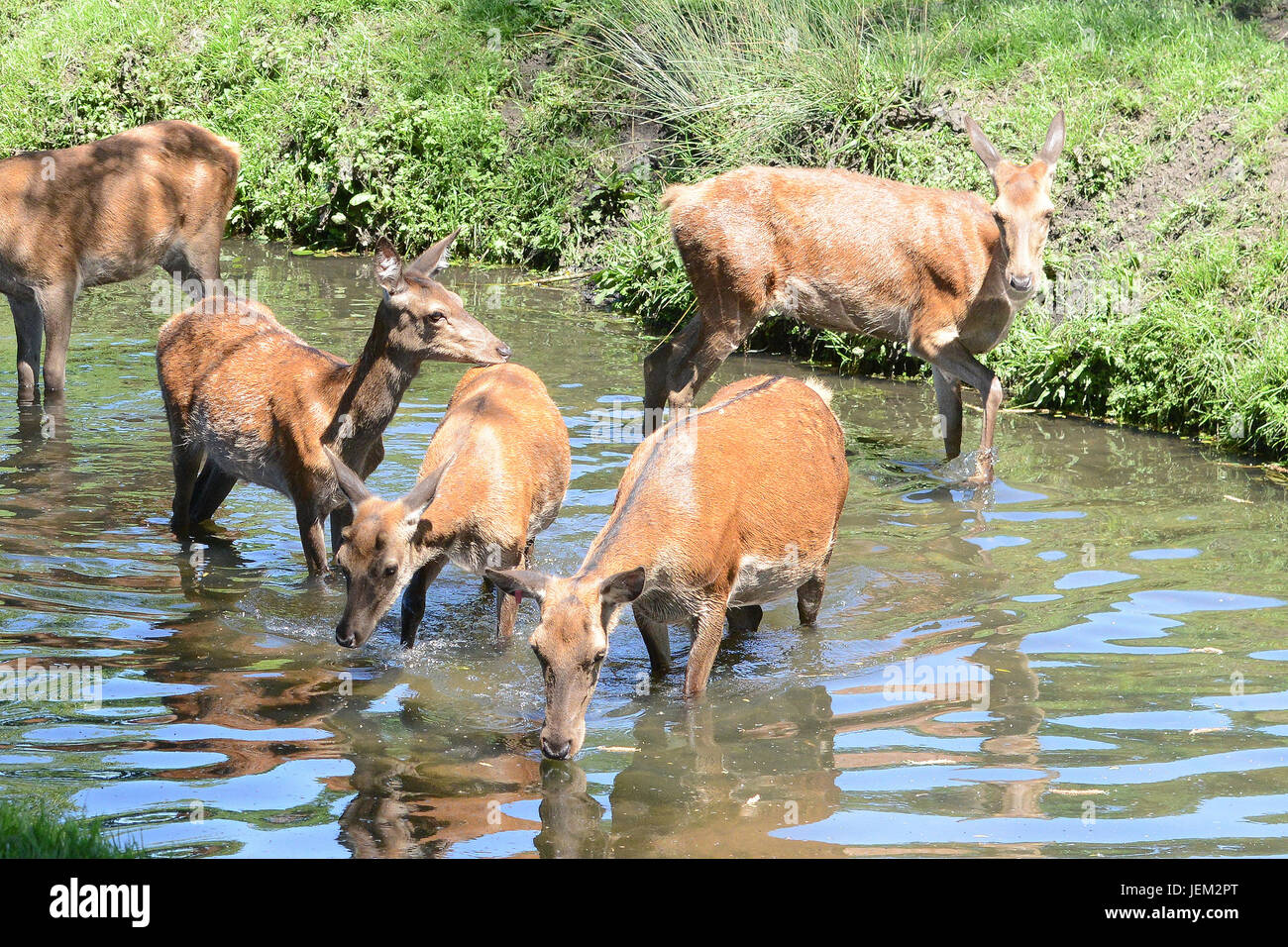 Da das heiße Wetter weiter, eine Herde von Hirschen erfrischen Sie sich im Richmond Park Beverley Brook Where: London, Vereinigtes Königreich bei: 26. Mai 2017 Stockfoto