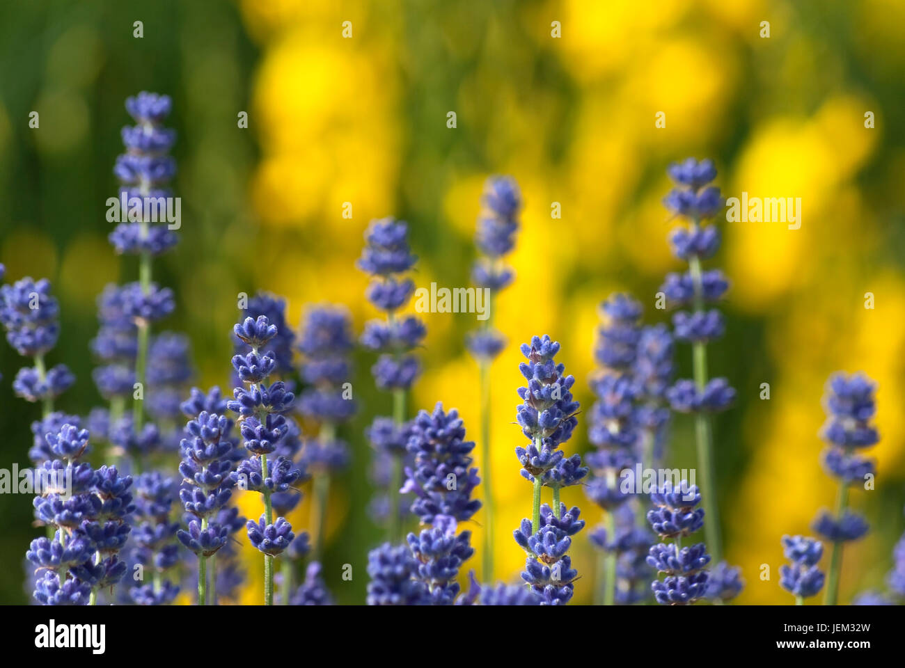Lila Lavendel im Vordergrund mit grünen Gräsern und gelben Blüten in soft-Fokus im Hintergrund.  Querformat (horizontale) Stockfoto