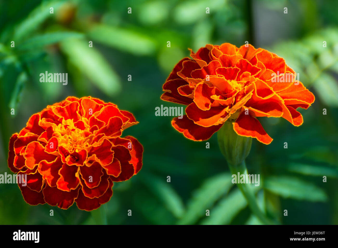 Blumen-Ringelblumen im Garten Stockfoto