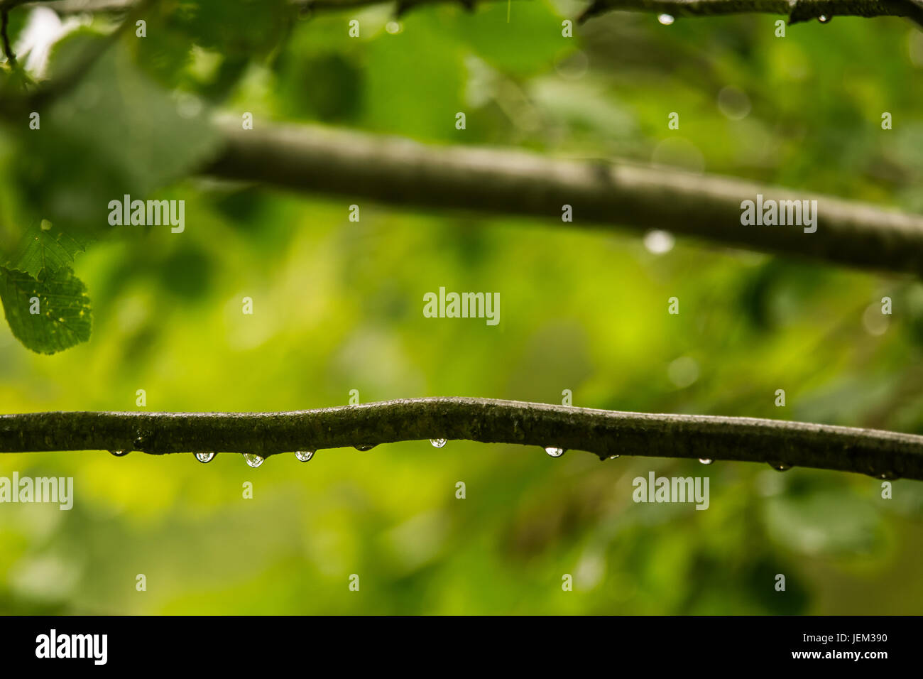 Eine schöne, ruhige Regentropfen auf einem Ast eines Erle Baum in einem Wald. Frisches, natürliches Aussehen. Stockfoto
