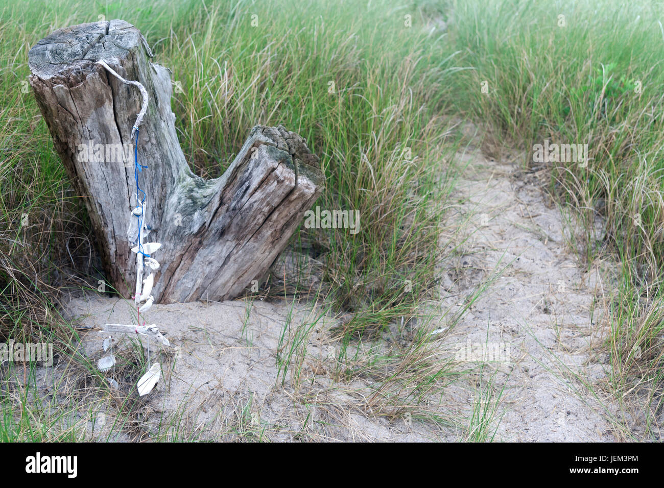 Treibholz stumpf mit einer Schale in den Sand und Strandhafer mobil. Stockfoto