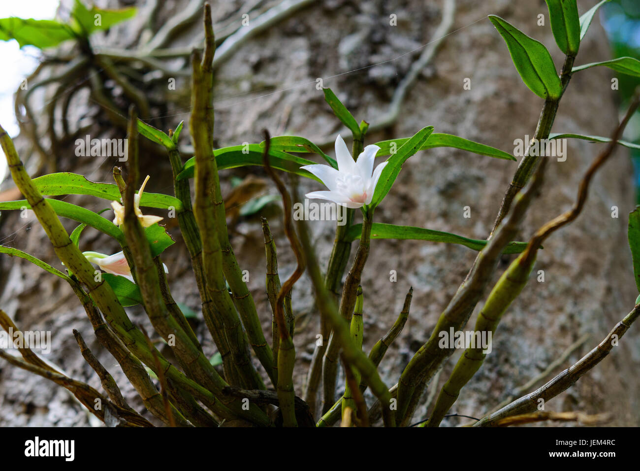 Dendrobium Draconis Rchb. f. ist epiphytischen Orchidee in Lebensraum auf Baum. Stockfoto