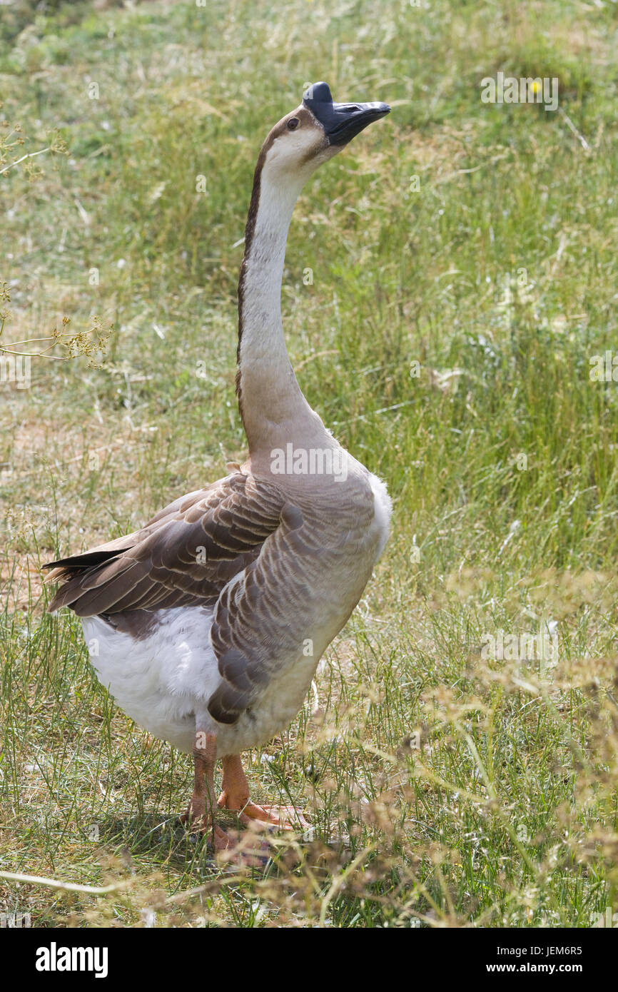 Chinesische Goose, Anser cygnoides Stockfoto