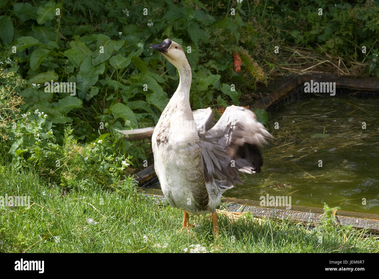 Chinesische Goose, Anser cygnoides Stockfoto