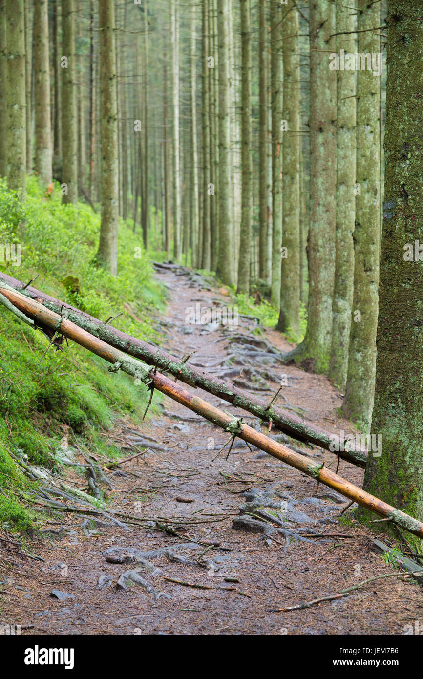 Umgestürzte Bäume auf Trail, Ardennen, Belgien Stockfoto