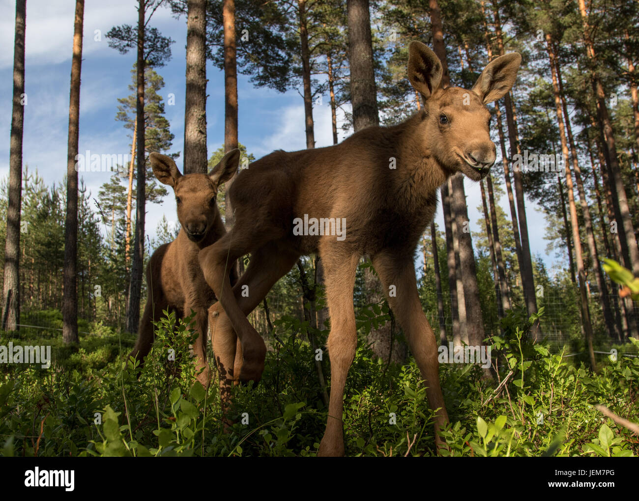 jugendlicher-elch-im-wald-fotos-und-bildmaterial-in-hoher-aufl-sung