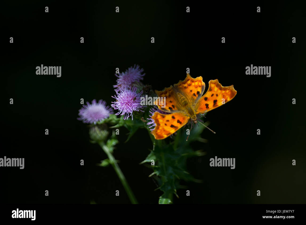 Weibliche Komma Schmetterling ruht in der Sonne auf die Blüte einer Distel Stockfoto