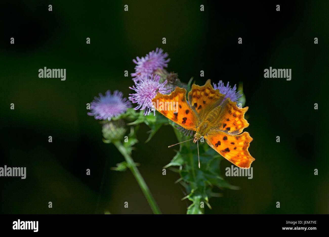 Weibliche Komma Schmetterling ruht in der Sonne auf die Blüte einer Distel Stockfoto