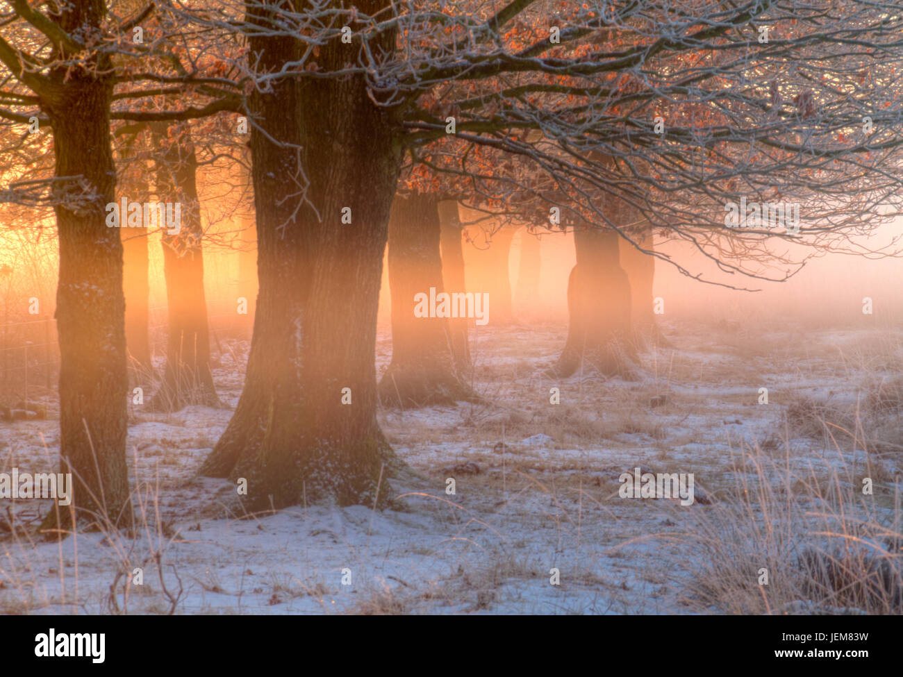 Aufgehenden Sonne orange leuchtende zwischen Baum-Stämmen im winter Stockfoto
