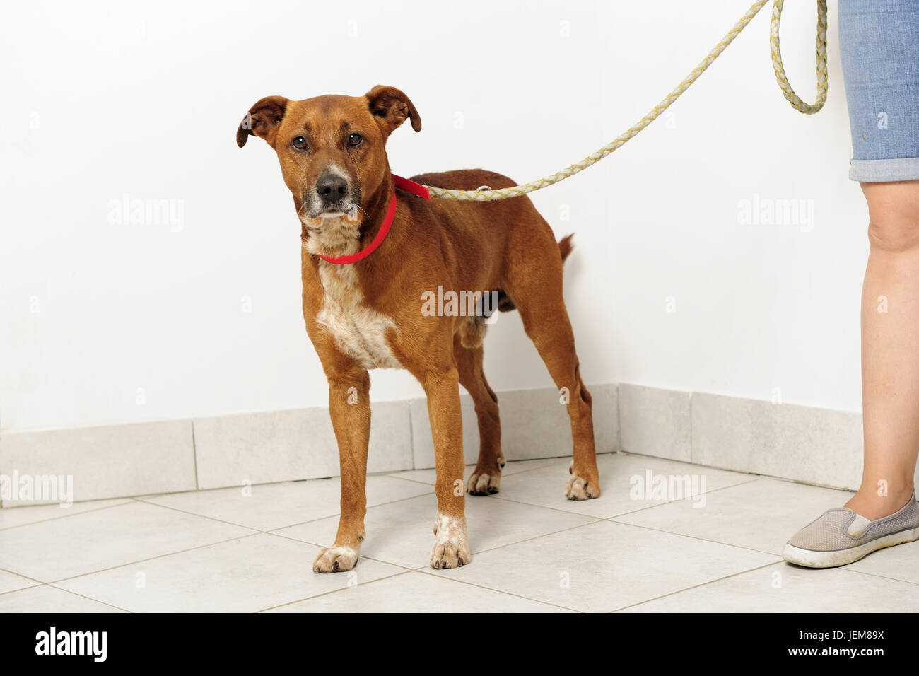 Tier, Schönheit, Hund, Hund, Porträt, Suchen, Freund, freundlich, Gesicht, Liebe, Zuhause, Tiere, braun, Haut, gehen Sie den Hund, freundlich, Begleiter für Spaziergänge Stockfoto