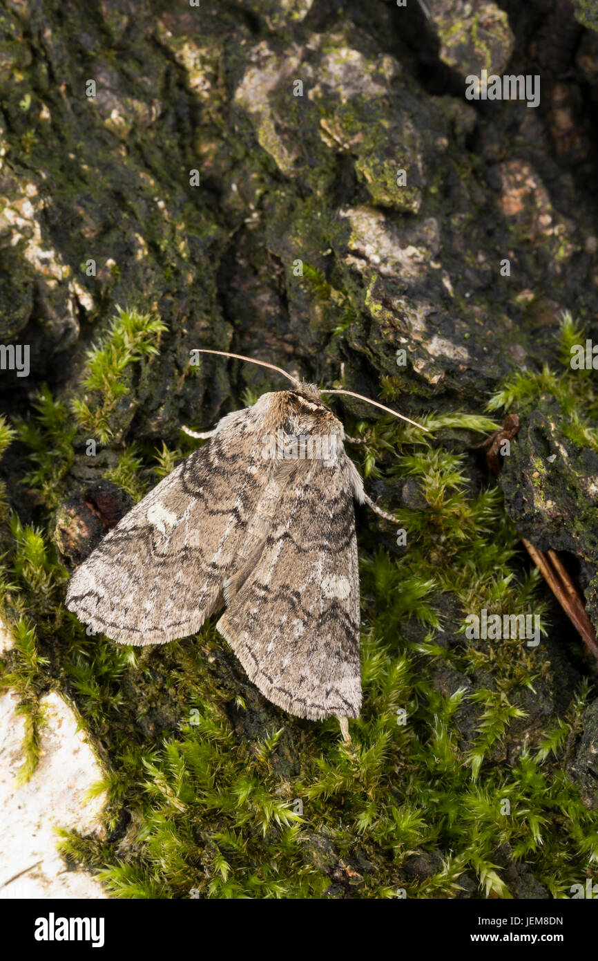 Pappel-Eulenspinner, Pappeleulenspinner, Wollrückenspinner, Pappel-Wollrückenspiner, Tethea oder Palimpsestis oder Pappel Lutestring, L'Or, la Double-Ba Stockfoto