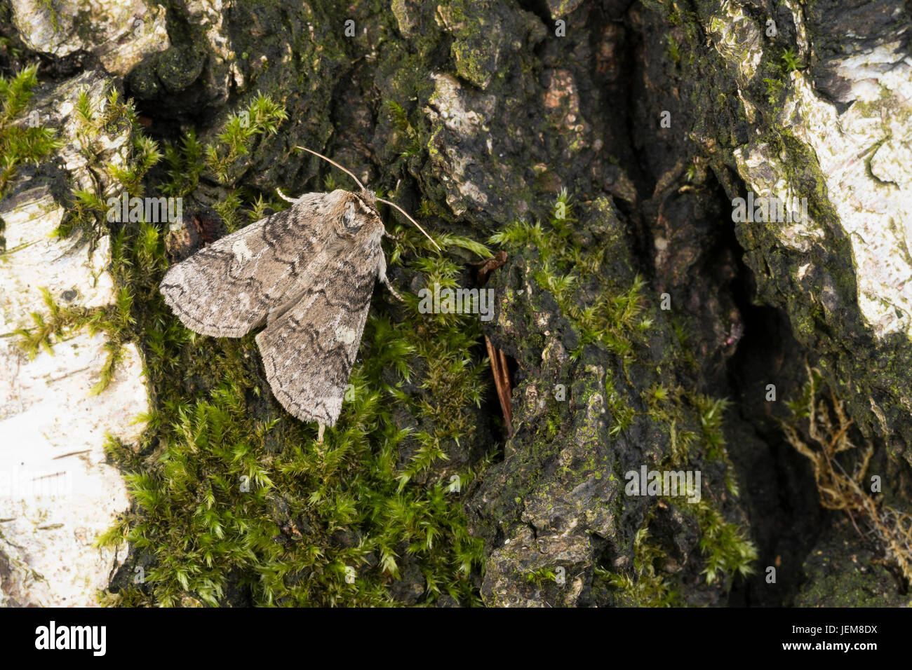 Pappel-Eulenspinner, Pappeleulenspinner, Wollrückenspinner, Pappel-Wollrückenspiner, Tethea oder Palimpsestis oder Pappel Lutestring, L'Or, la Double-Ba Stockfoto