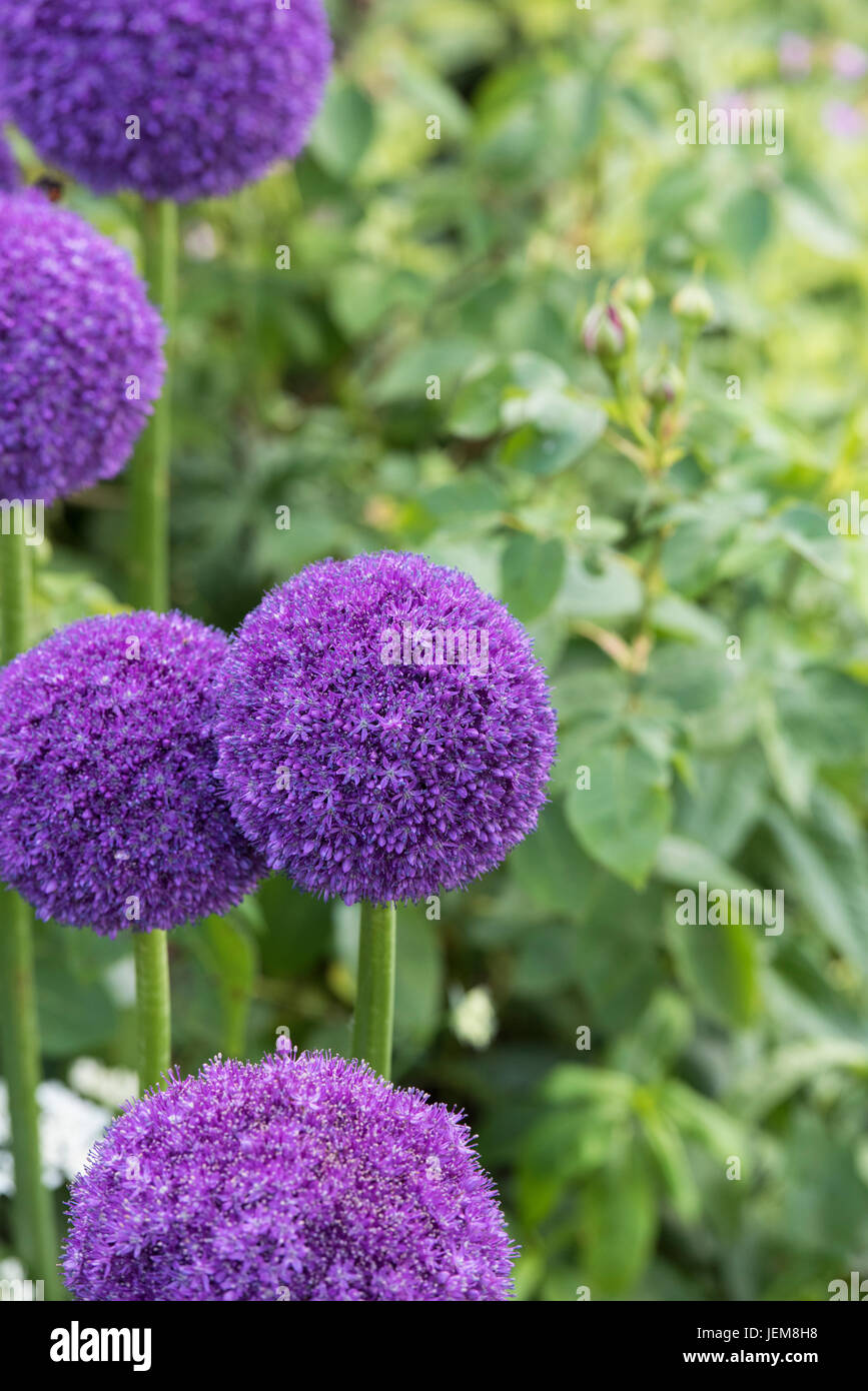 Allium "Botschafter". Ornamentale Zwiebeln Stockfoto