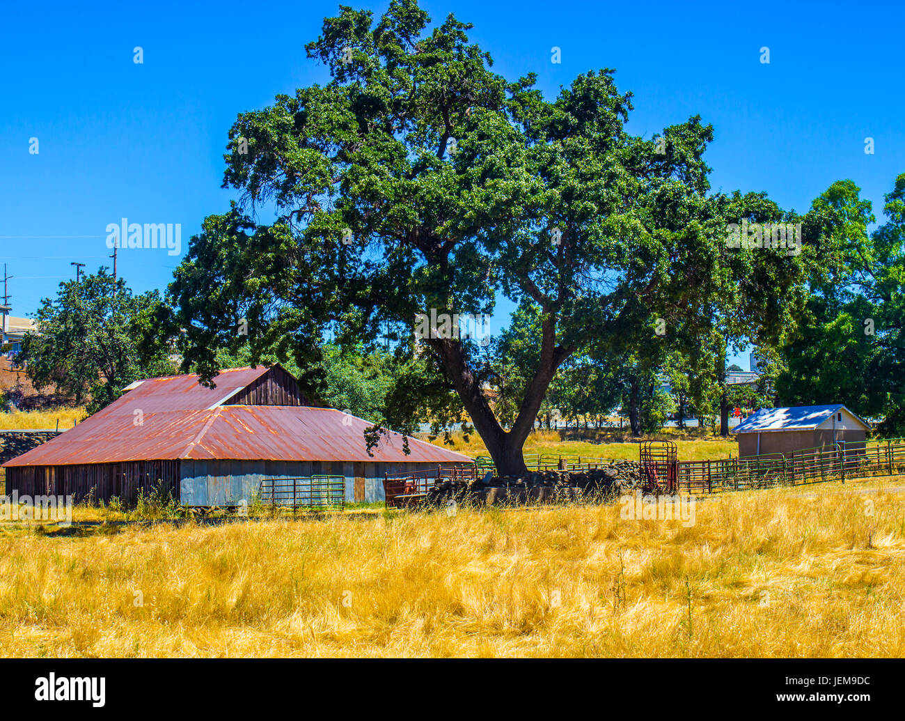 Alte rostige Zinn Raum Scheune auf Ranch unter der großen Eiche Stockfoto