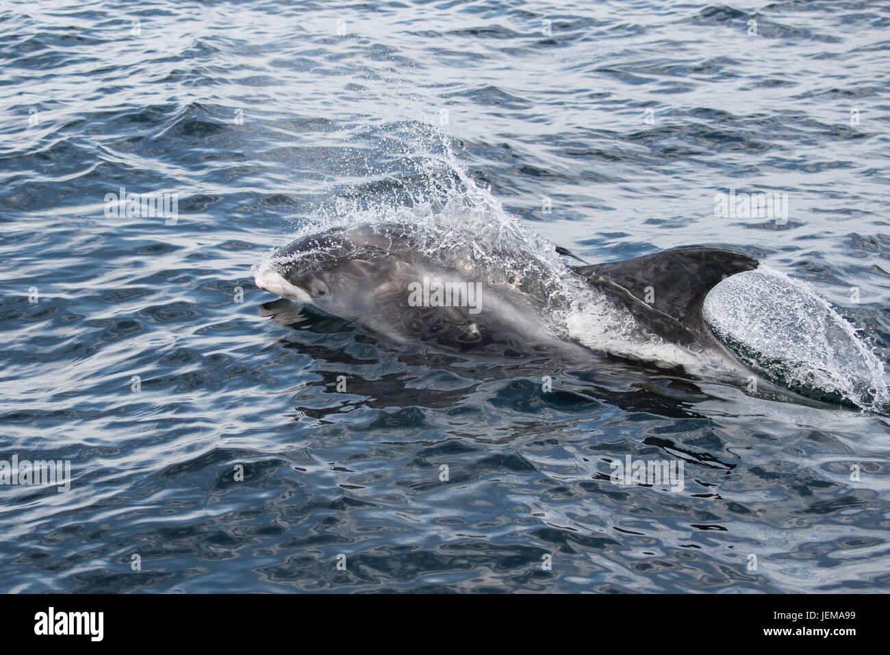 Weißen Schnabel Delphin, Lagenorhynchus Albirostris, Belag, in der Nähe der Farne Islands, in der Nähe von Newcastle, Nordsee, England Stockfoto