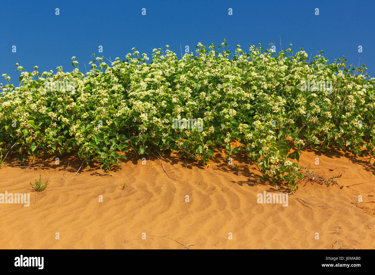 am Meer Sand Dune Blumen und Pflanzen Stockfotografie - Alamy