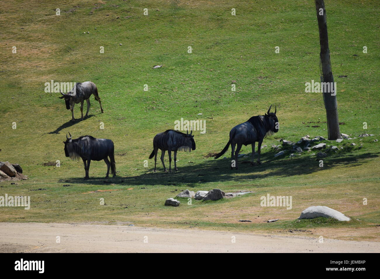 Ich starrte auf den Anblick der vielen Büffel im San Diego Safari Park. Stockfoto