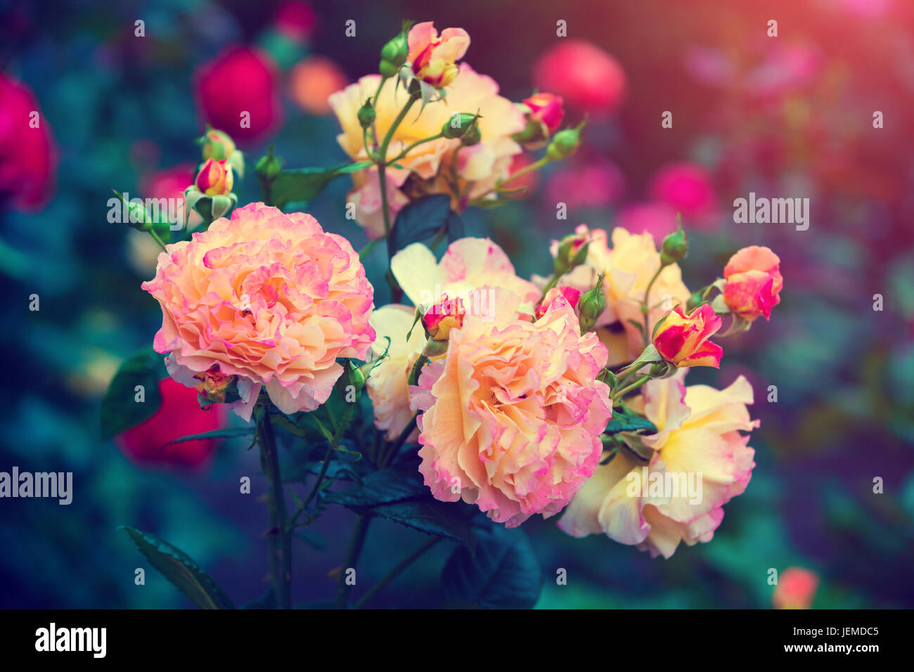 Vintage Blumen Hintergrund. Bush in einem Garten stieg Stockfoto