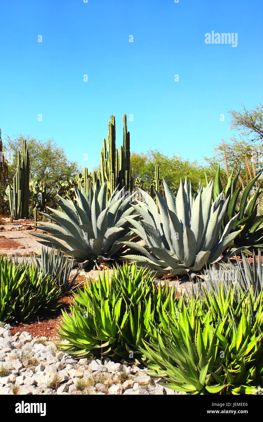Garten der Agaven, Kakteen und Sukkulenten in der Nhe von berhmten  archologischen Sttte Tula de Allende, Bundesstaat Hidalgo, Mexiko,  Nordamerika Stockfotografie - Alamy