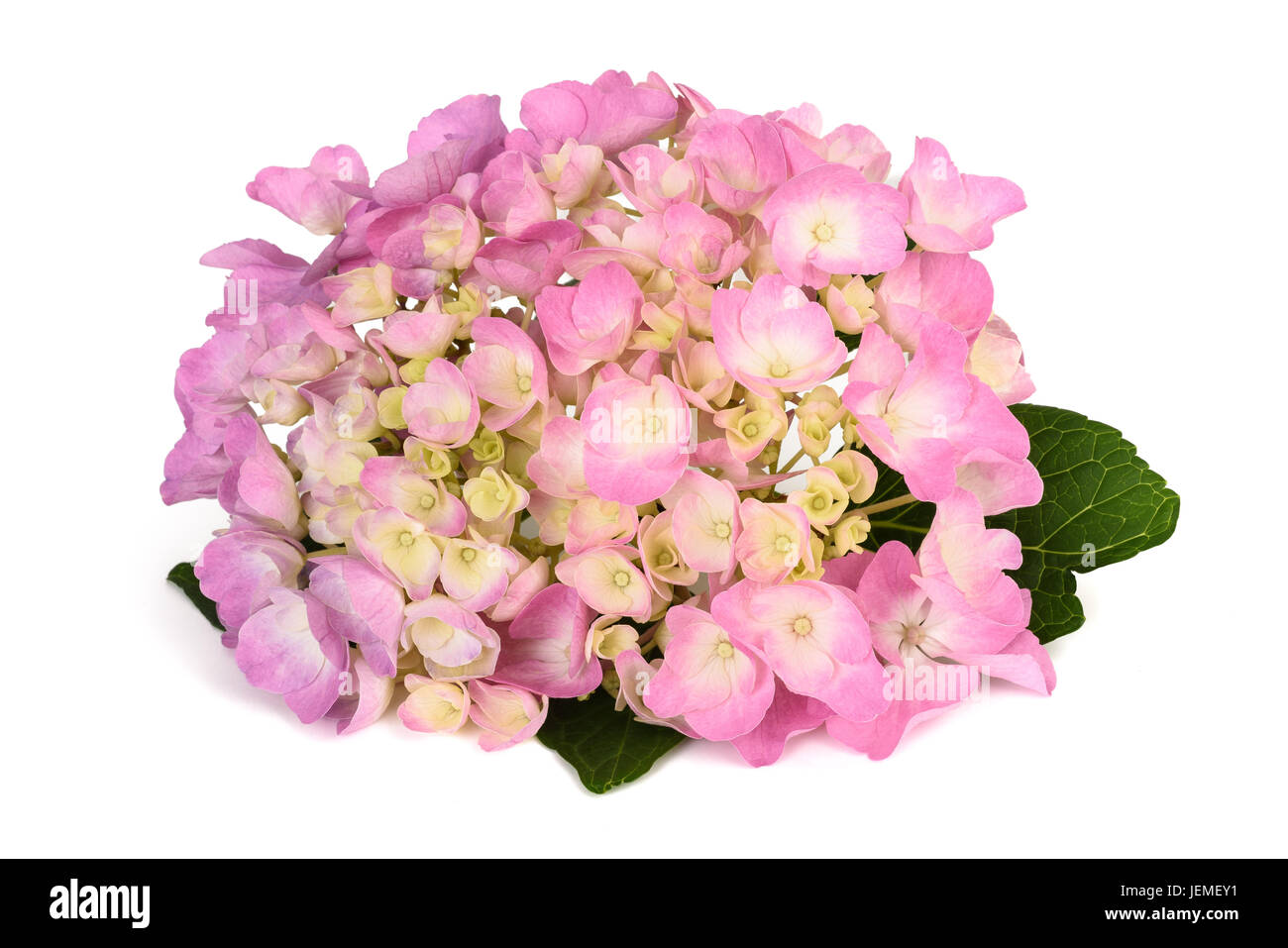 Hortensie oder Hortensia Blumen isoliert auf weiss Stockfoto