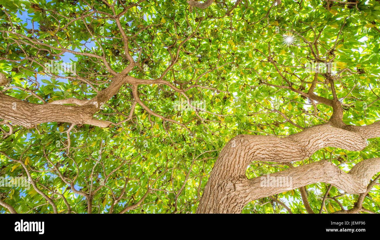 Grüne Bäume. Blick hinauf zu den Bäumen. Grüne Natur Hintergrund Stockfoto