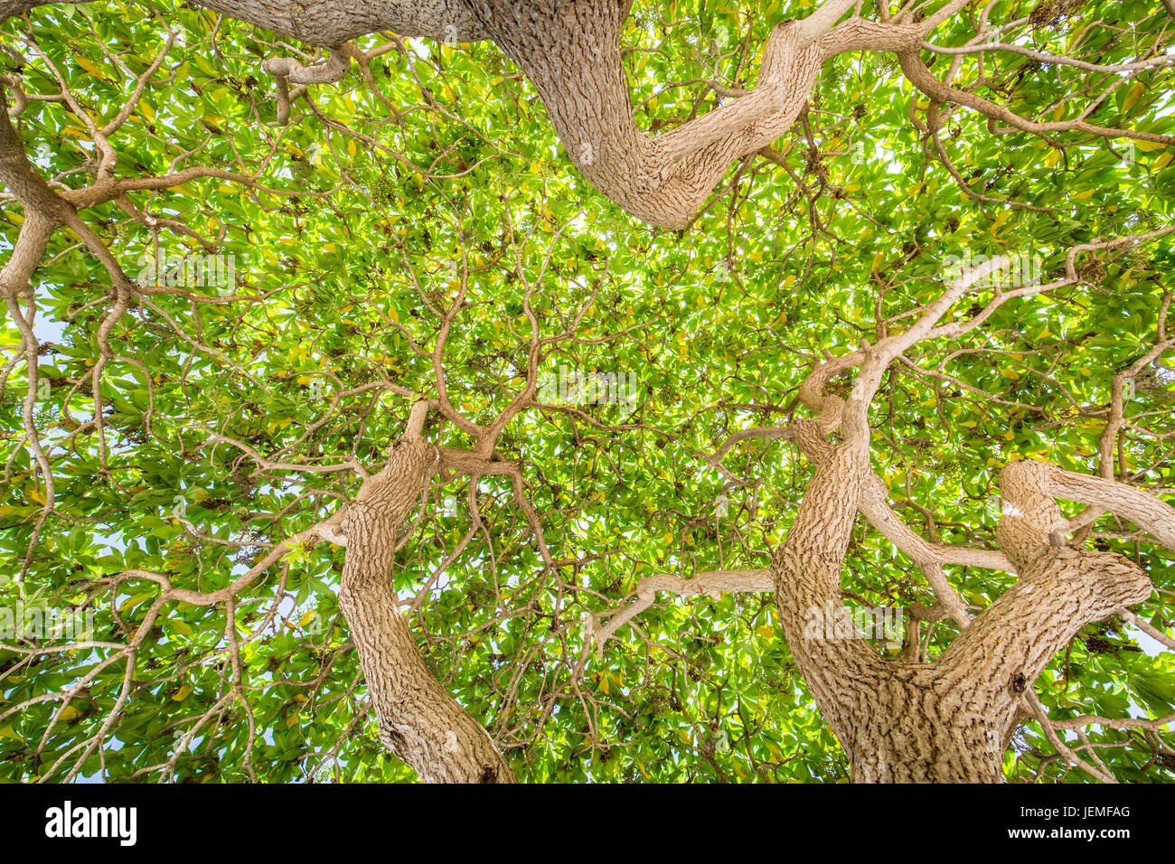 Grüne Bäume. Blick hinauf zu den Bäumen. Grüne Natur Hintergrund Stockfoto