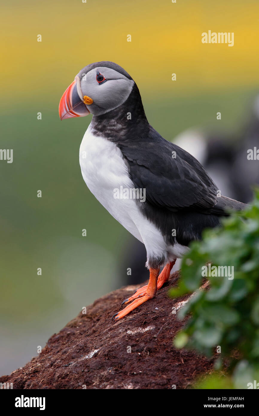 Papageitaucher (Fratercula Arctica), Erwachsene stehen auf dem Boden Stockfoto