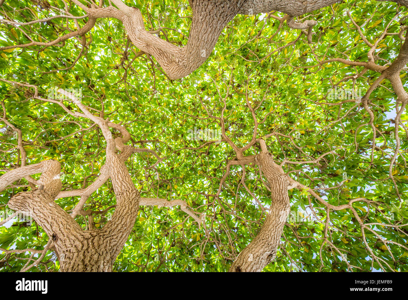 Grüne Bäume. Blick hinauf zu den Bäumen. Grüne Natur Hintergrund Stockfoto