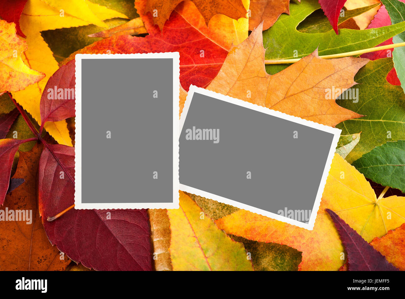 Bild mit dem leeren Raum auf Blätter Hintergrund Stockfoto