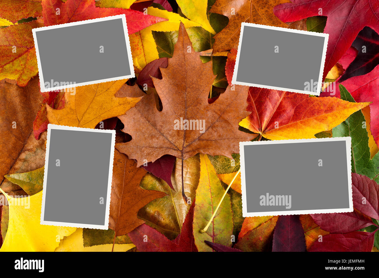 Foto mit dem leeren Raum auf Blätter Hintergrund Stockfoto