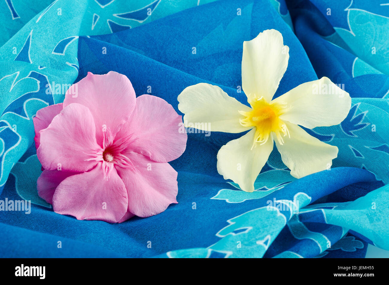 Oleander-Blumen auf blauem Hintergrund Stockfoto