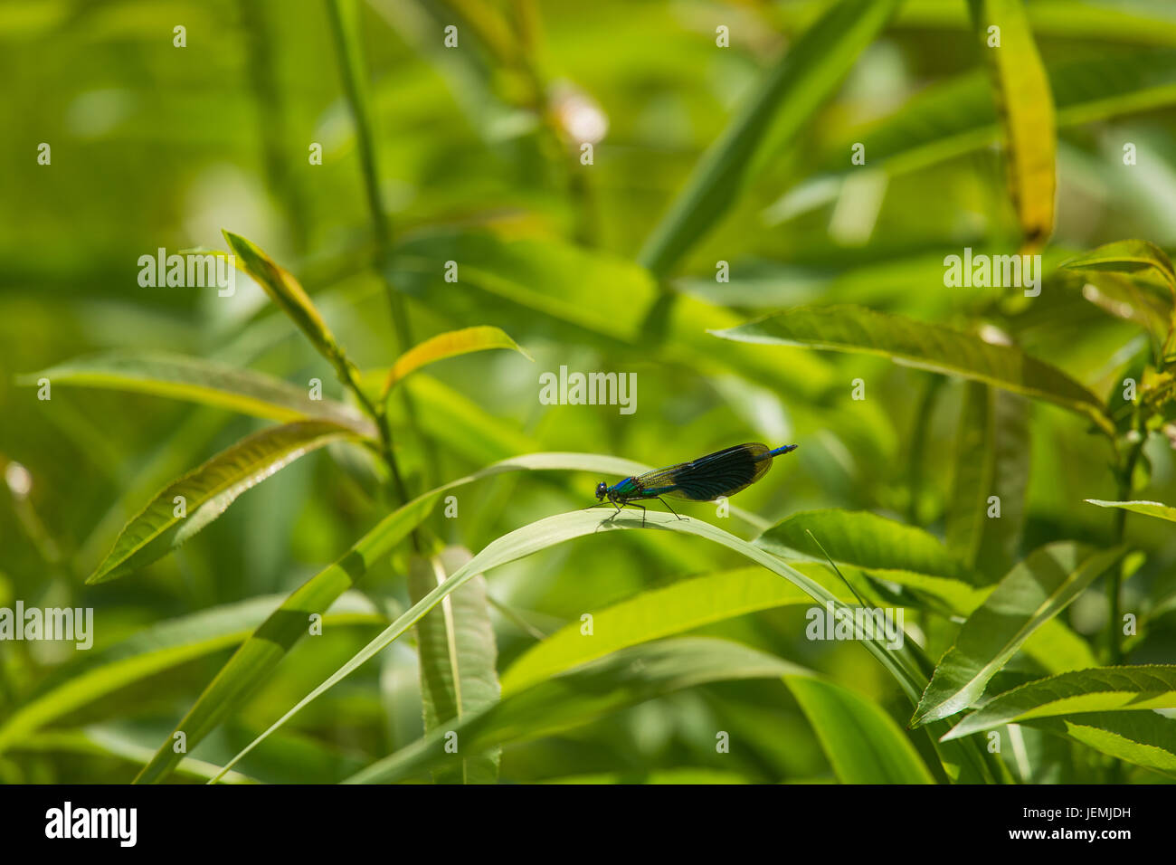 Schöne, lebendige blaue Libelle sitzt auf einem Blatt in der Nähe des Flusses Stockfoto