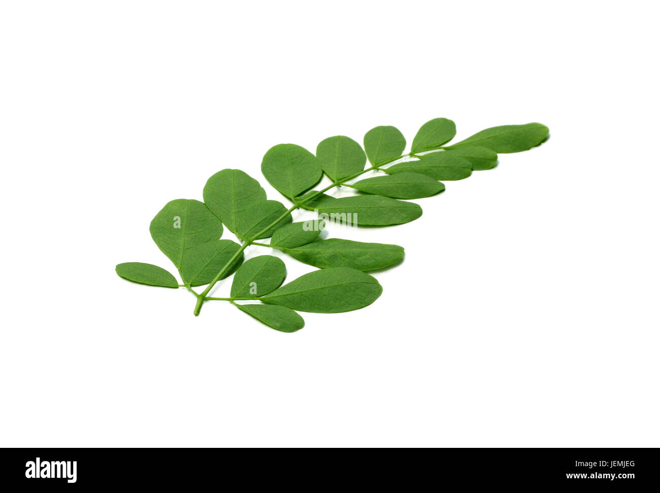 Moringa Blätter über weißem Hintergrund Stockfoto