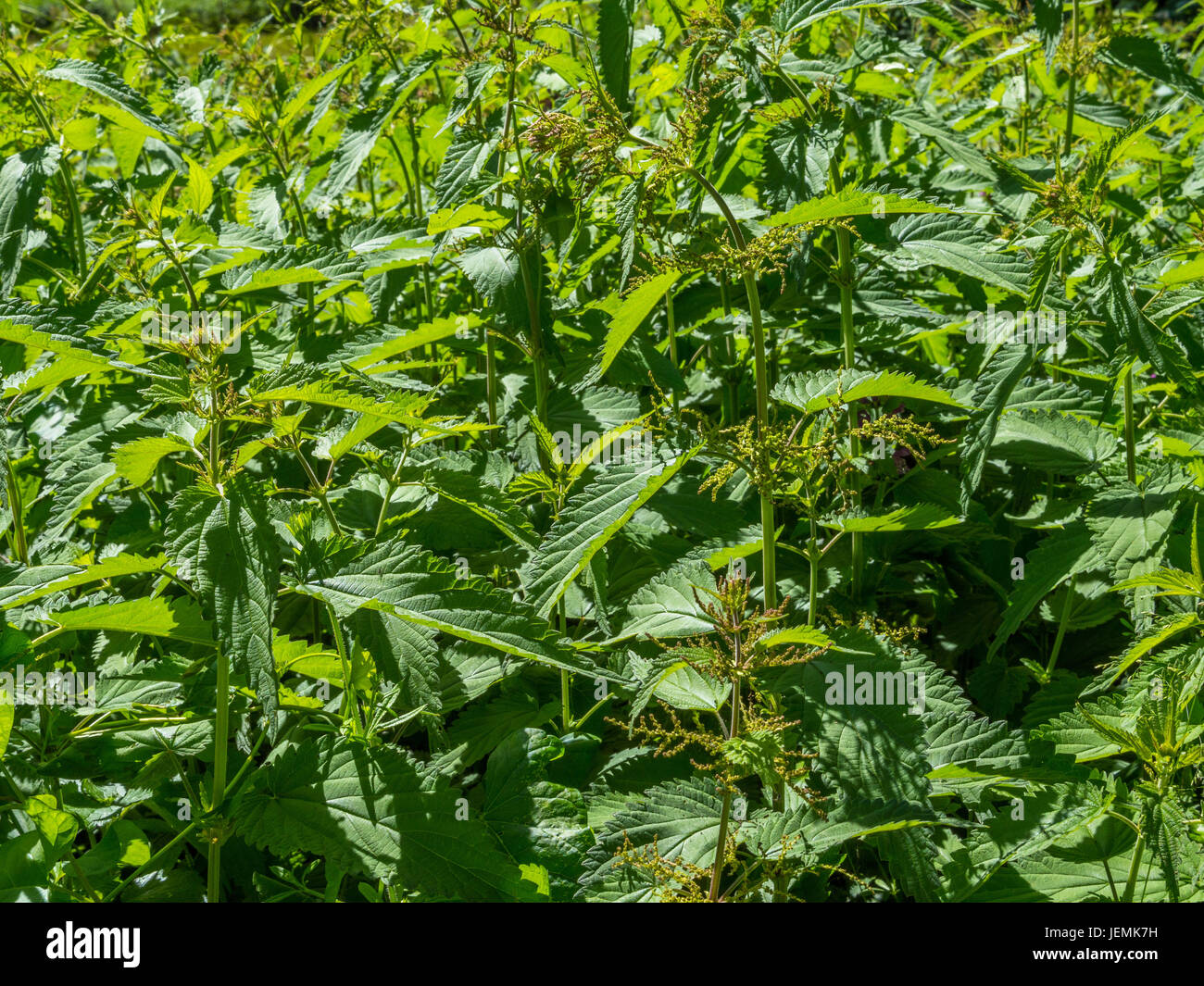 Brennnessel (Urtica Dioica), Naturpark obere Donau, Sigmaringen District, Baden-Württemberg, Deutschland, Europa Stockfoto